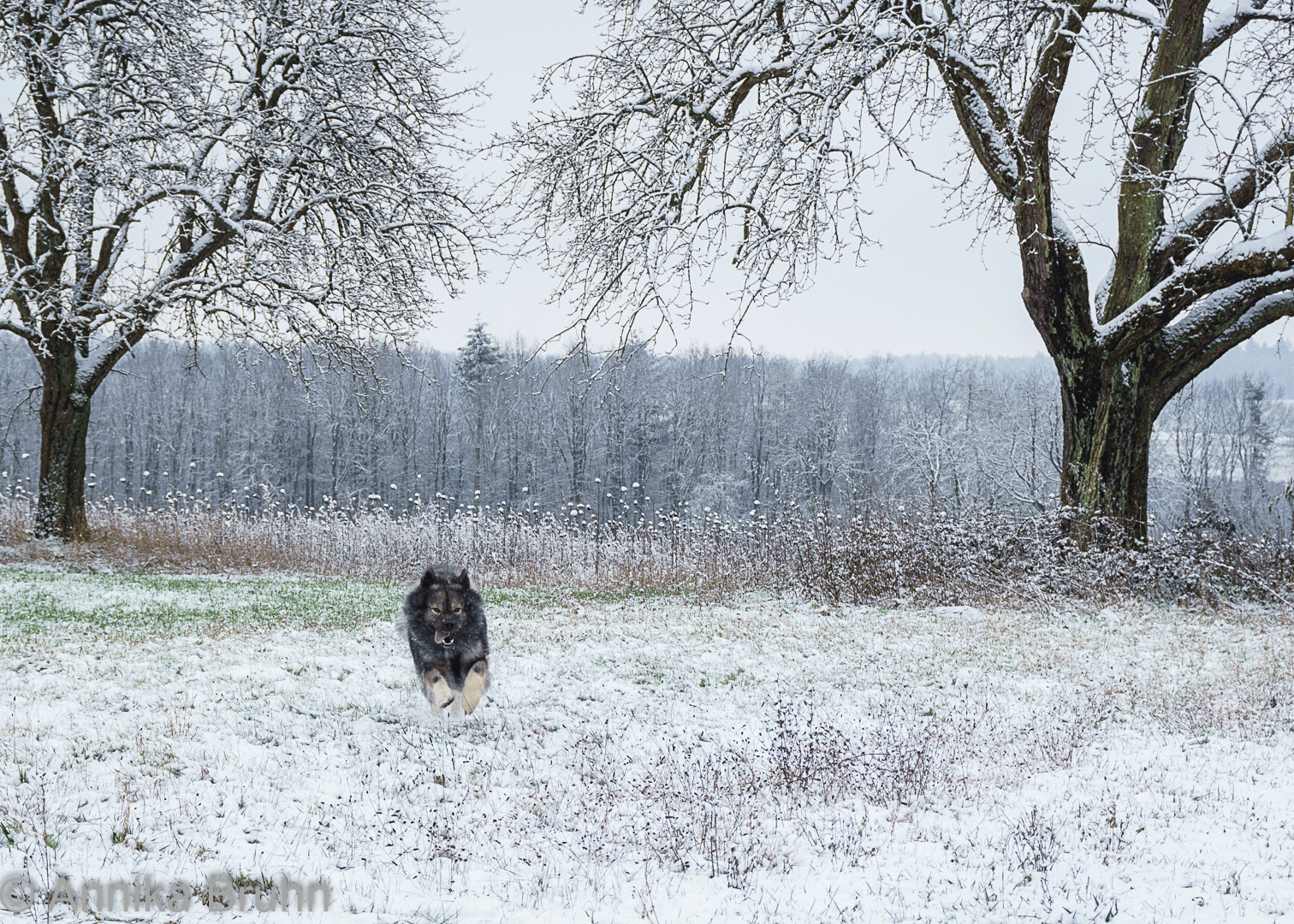 Q freut sich über den ersten Schnee